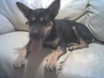 Dogs rotwiller mix